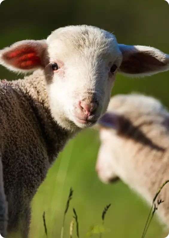 A lamb looking back towards the camera in a field