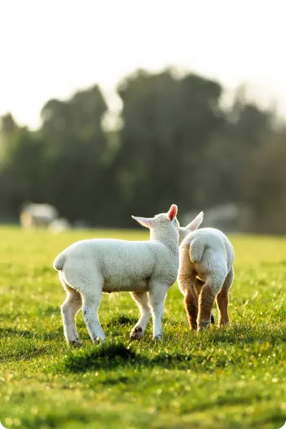 Two lambs standing together in a sunlit field