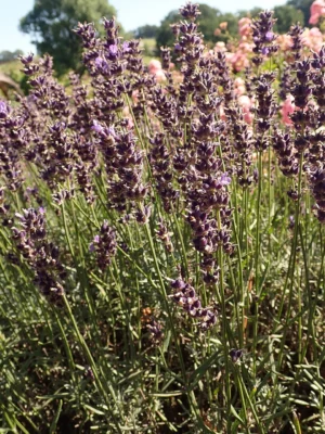 Deep purple Hidcote lavender flower spikes