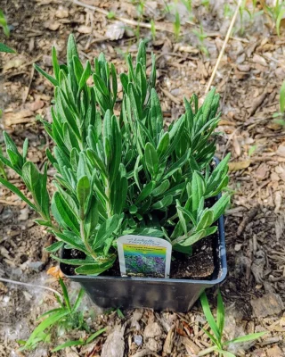 Young Munstead lavender plants in a nursery tray on the ground