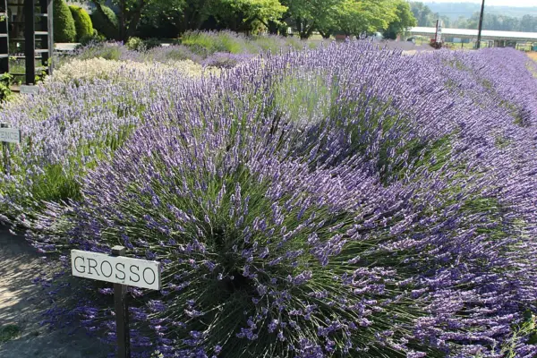 Grosso lavender flowering in a garden