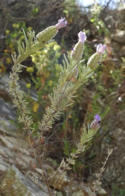 French lavender shrub with purple flower heads and upright bracts