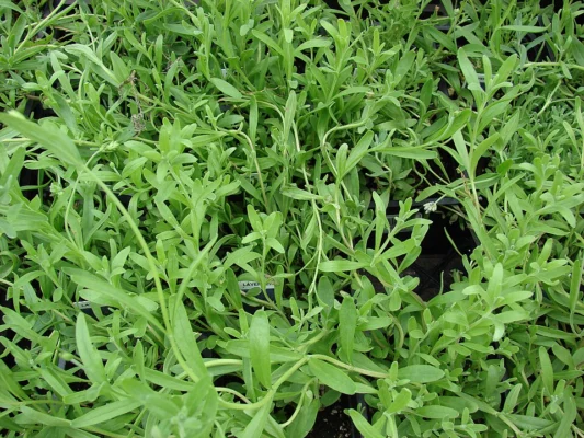 Leafy English lavender plants growing in nursery pots in Maui