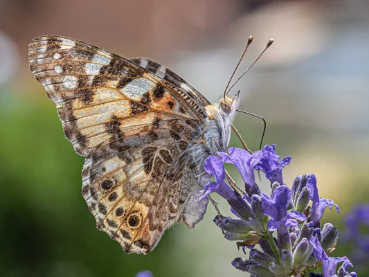 A painted lady butterfly resting on lavender flowers