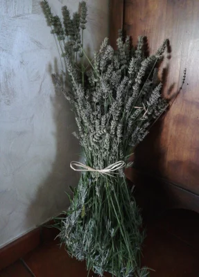 A tied bunch of cut lavender stems