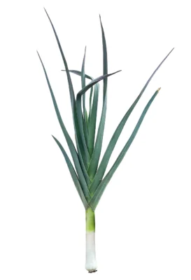 A whole leek with flat blue green leaves and a pale shank on white