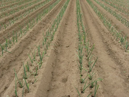 Young leeks planted in paired rows across cultivated soil