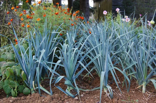 Mature blue green leeks growing in a garden bed beside flowers