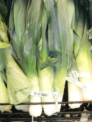 Bundles of harvested leeks with white stems and green leaves