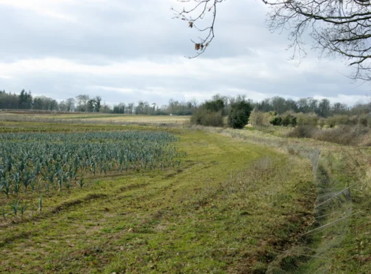 Rows of leeks in a field beside a grassy track
