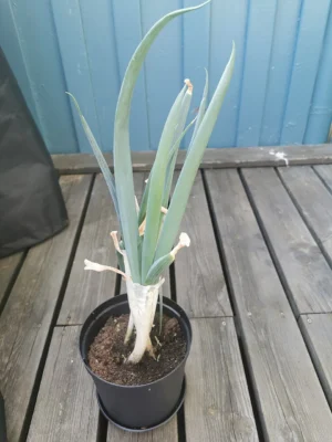 A single leek growing in a black pot on wooden decking