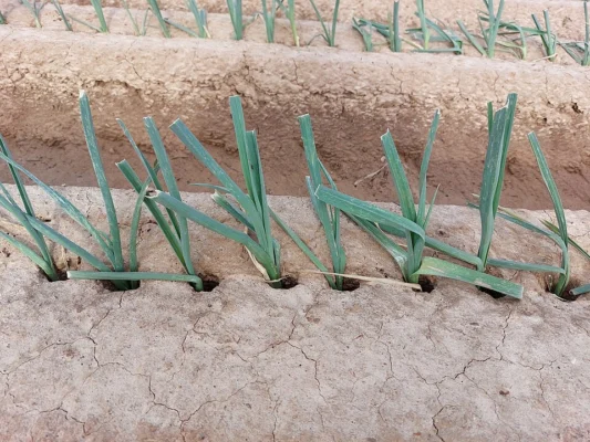 Young leeks set into individual deep planting holes