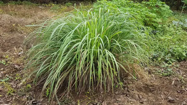 Culinary lemongrass growing outdoors in a large leafy clump