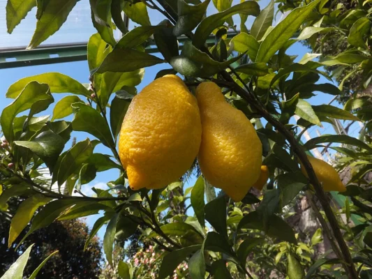 Lemons on a Spatafora tree at Trauttmansdorff Gardens