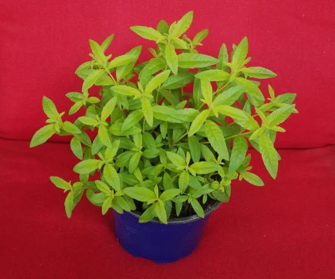 Lemon verbena growing in a nursery pot