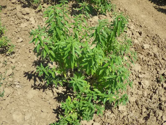 Leafy lemon verbena growing in an outdoor bed