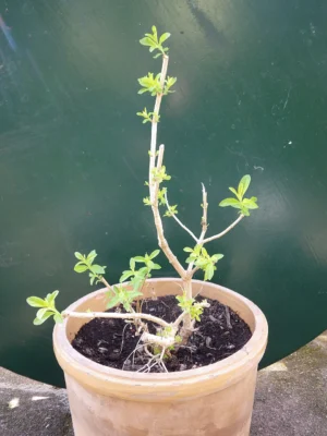 Sparsely leafed lemon verbena in a terracotta pot under winter shelter