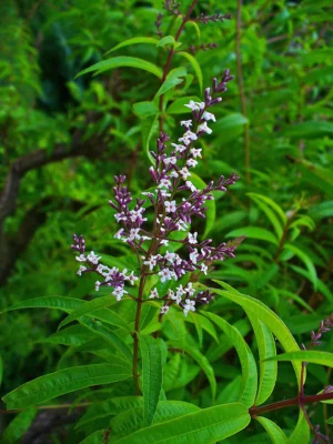 Small pale flowers on a lemon verbena stem