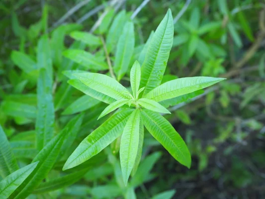 Fresh narrow green lemon verbena leaves around a growing shoot tip
