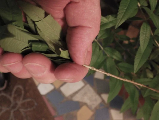 A hand stripping lemon verbena leaves from a cut stem