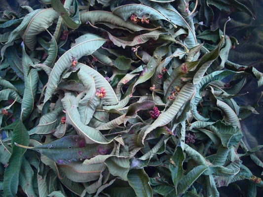 Dried lemon verbena leaves