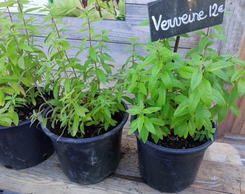 Two potted lemon verbena plants displayed for sale
