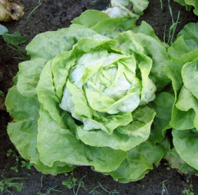 A pale green butterhead lettuce forming a rounded heart in garden soil
