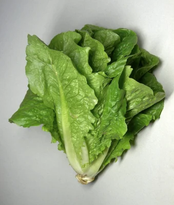 A harvested cos lettuce with upright green leaves and a pale central rib