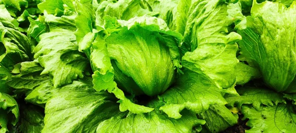 Round iceberg lettuce heads enclosed by broad green outer leaves