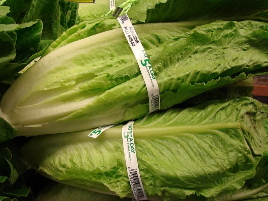 Two harvested romaine hearts with pale ribs and green leaves