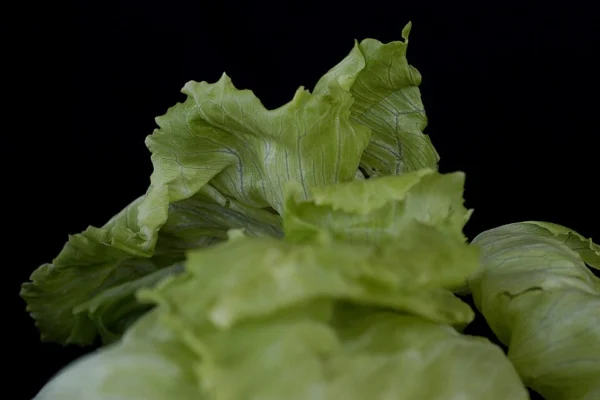 Close view of pale green lettuce leaves folded around a head
