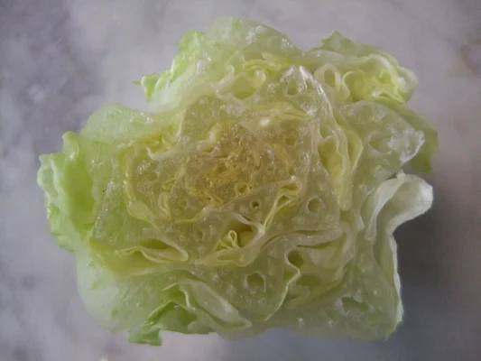 Cut cross section of a romaine lettuce heart showing tightly packed pale leaves
