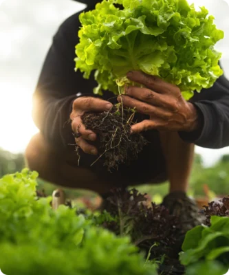 A gardener holding a harvested frilly green lettuce with its roots and soil