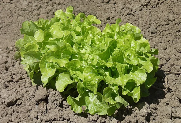 Green oak leaf lettuce with deeply lobed leaves