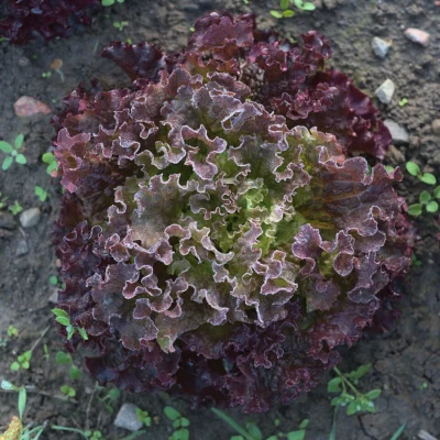 Red edged curly leaves of Lollo Rosso lettuce