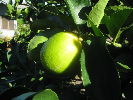 Tahiti lime fruit among green leaves