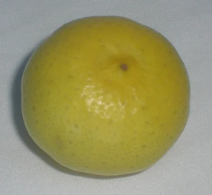 Fully ripened yellow Key lime on a white surface