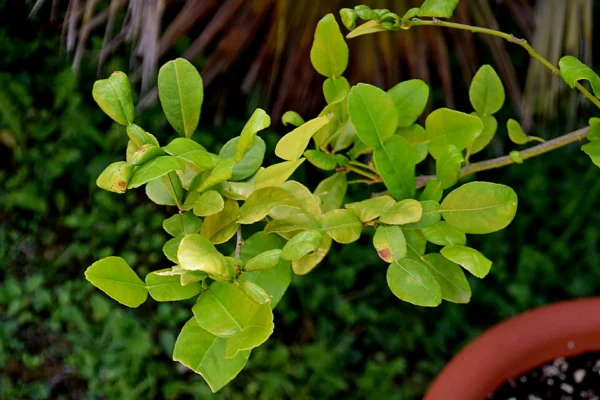 Makrut lime with aromatic double shaped leaves