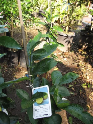 Young Tahiti lime growing in a nursery container