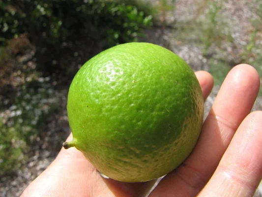 Harvested green Tahiti lime held in a hand
