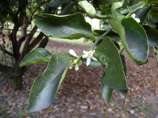 Persian lime foliage and white flower
