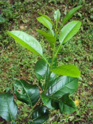 Glossy green leaves of Key lime