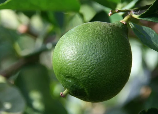 Green Persian lime growing on a leafy branch