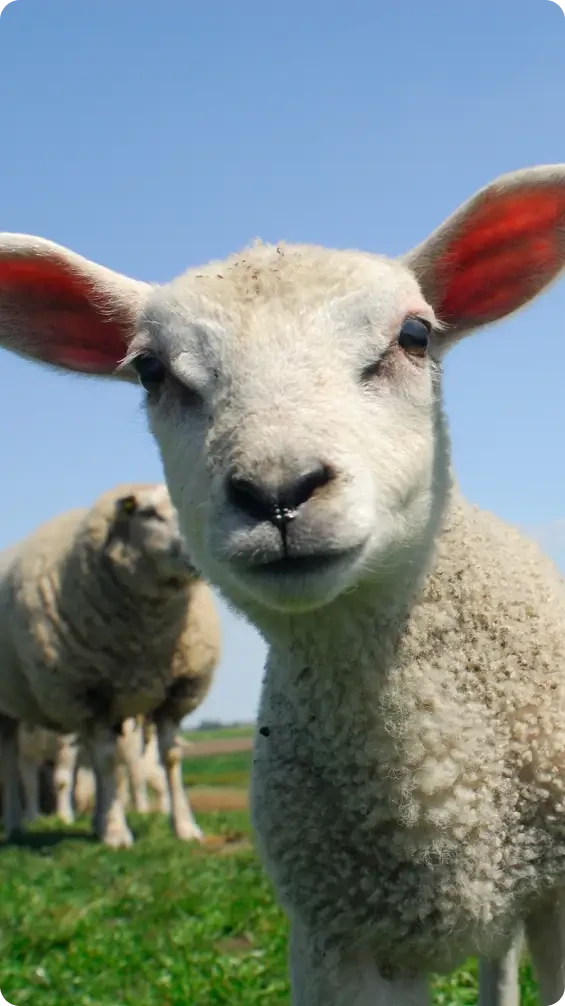 A lamb looking closely towards the camera