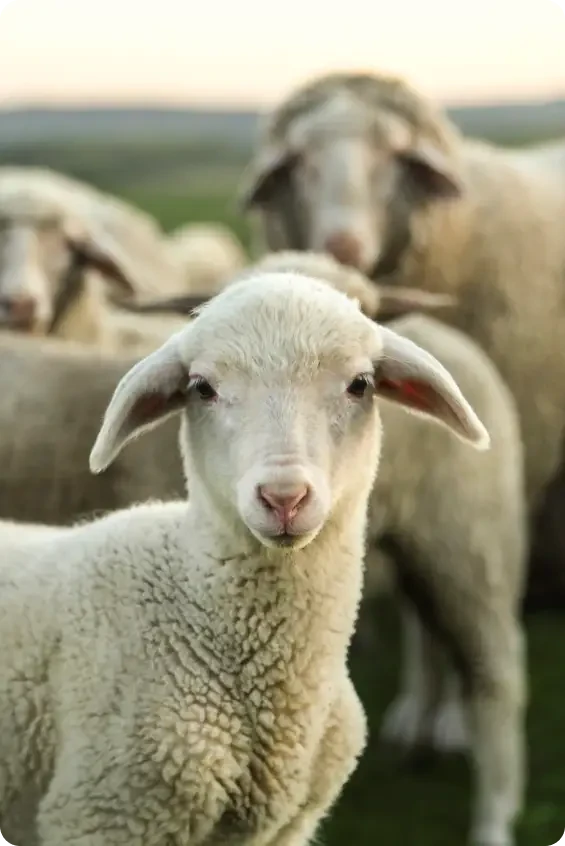 Sheep standing together in a field