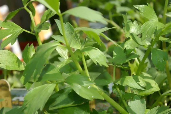 Close view of divided green lovage leaves and stems