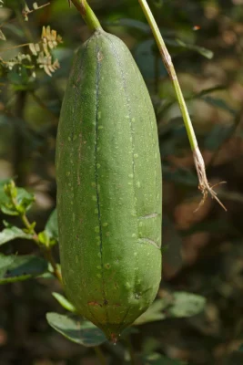 Smooth luffa fruit hanging vertically from its vine