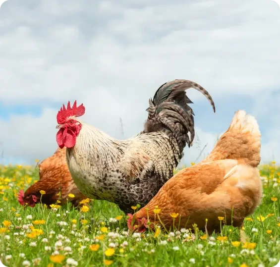 A cockerel and brown hens in a flower-filled meadow