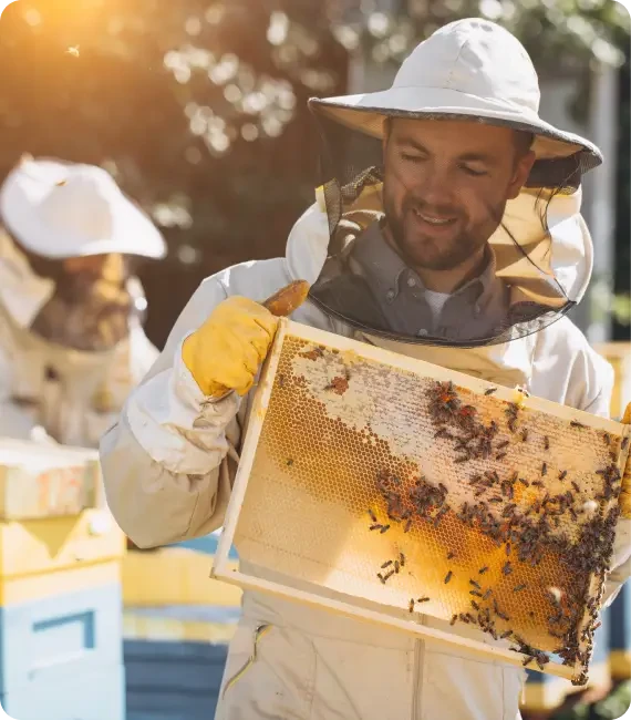 Beekeeper holding up a frame of honeycomb