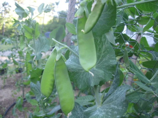 Flat green mangetout pods hanging among pea foliage on a support